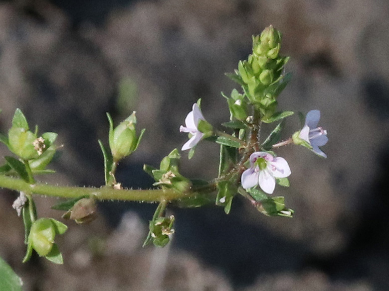 Veronica catenana