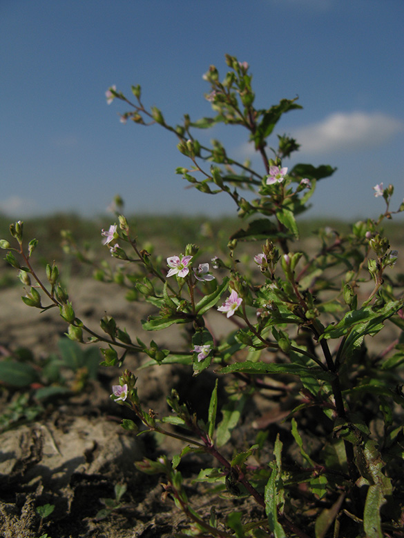 Veronica catenana