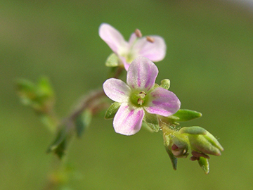 Veronica catenana