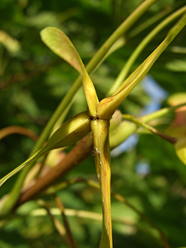 Acer platanoides Cucullatum