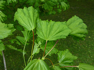 Acer platanoides Cucullatum