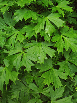 Acer platanoides Palmatifidum