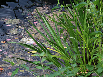 Acorus calamus