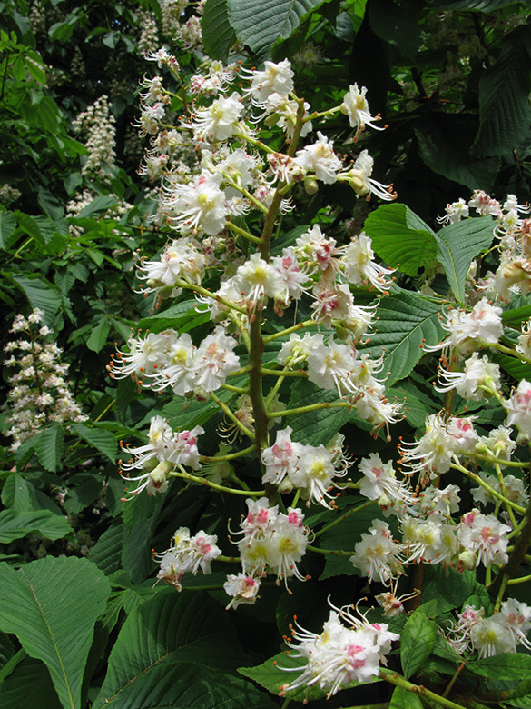 Aesculus hippocastanum