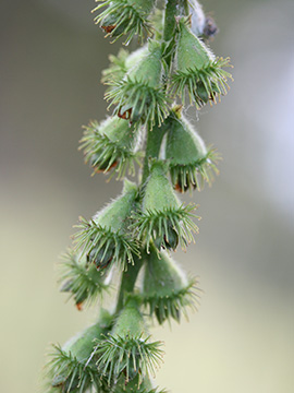 Agrimonia procera