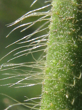 Agrimonia procera