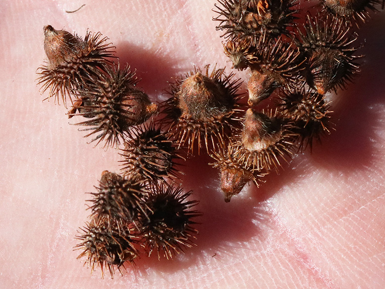 Agrimonia procera