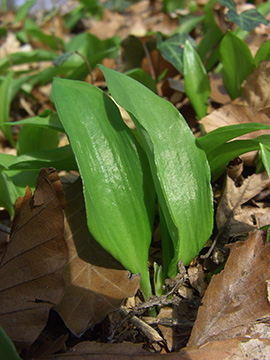 Allium ursinum