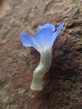 Anchusa arvensis