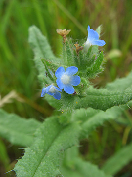 Anchusa arvensis
