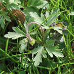 Anemone blanda - Balkan-Windröschen