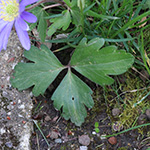 Anemone blanda - Balkan-Windröschen