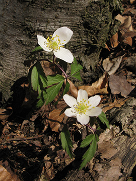 Anemone nemorosa