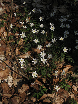 Anemone nemorosa
