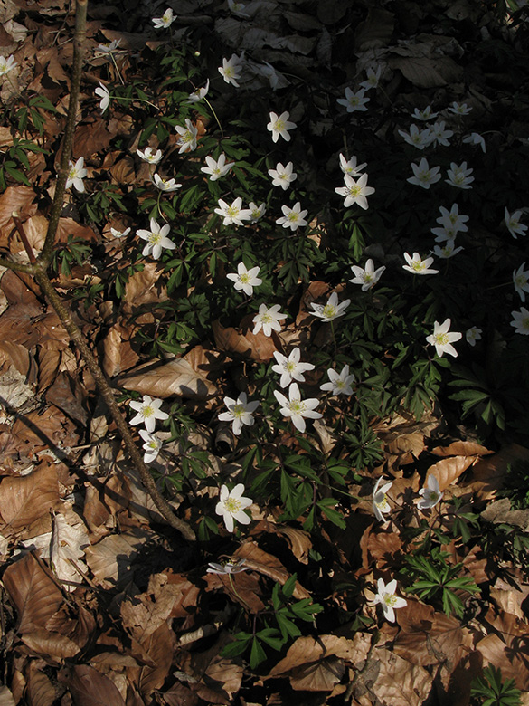 Anemone nemorosa