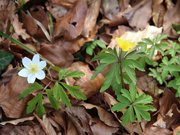 Anemone nemorosa ranunculoides