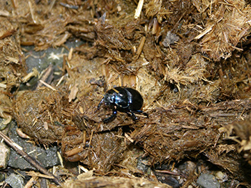 Anoplotrupes sterocorus