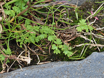 Aphanes arvensis