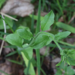 Arabidopsis halleri - Hallers Schmalwand