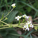 Arabidopsis halleri - Hallers Schmalwand