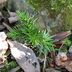 Araucaria araucana - Chilenische Andentanne