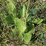 Arnica montana - Arnika