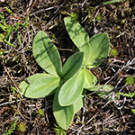 Arnica montana - Arnika