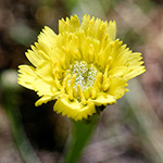 Arnoseris minima - Lämmersalat