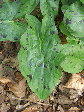 Arum maculatum