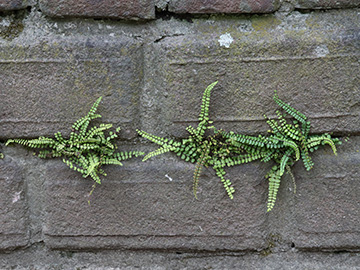 Asplenium trichomanes