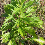 Aster ageratoides - Japanische Zwerg-Aster