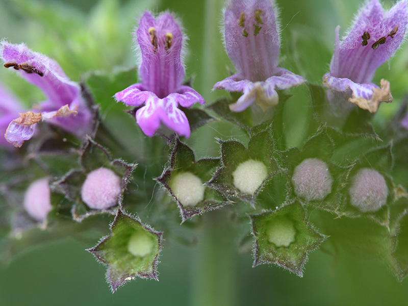 Ballota nigra meridionalis