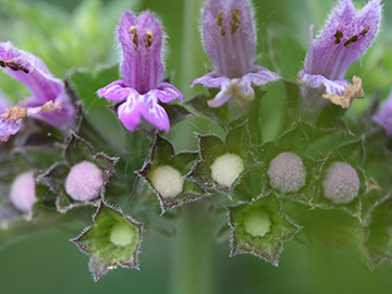 Ballota nigra meridionalis
