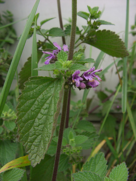 Ballota nigra meridionalis