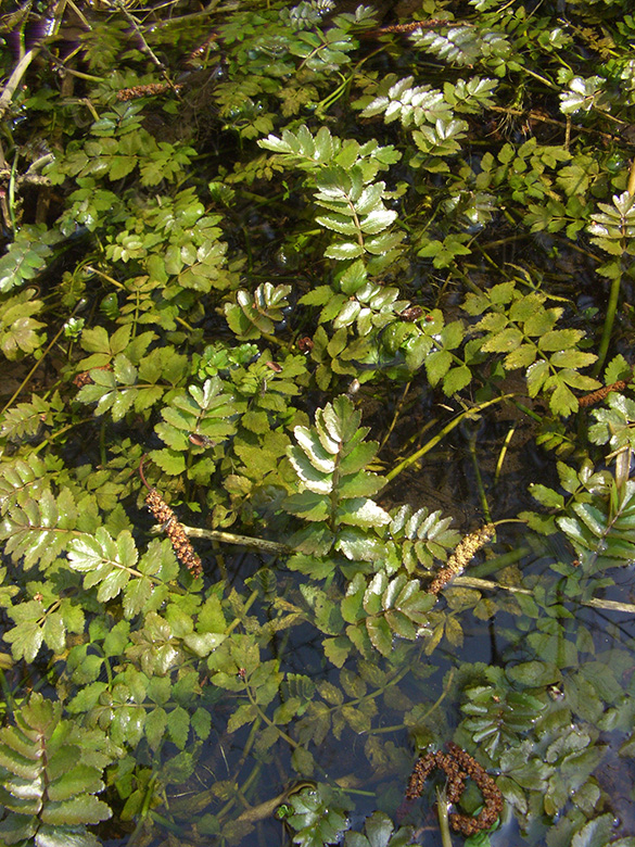 Berula erecta