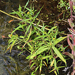 Bidens cernua - Nickender Zweizahn