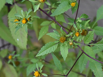 Bidens frondosa