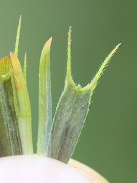 Bidens frondosa anomala