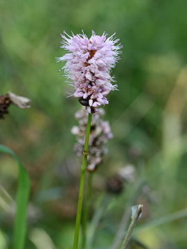 Bistorta officinalis