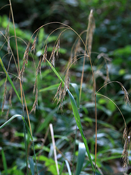 Bromus benekenii