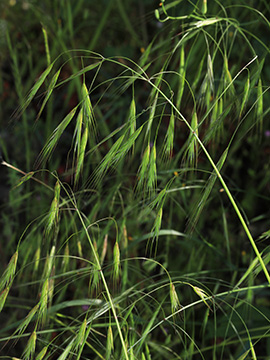Bromus diandrus