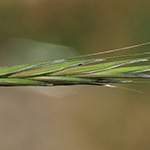 Bromus diandrus - Großährige Trespe