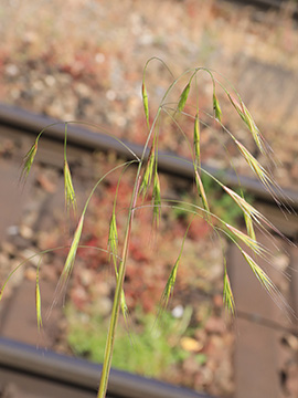 Bromus diandrus