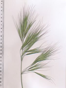 Bromus diandrus