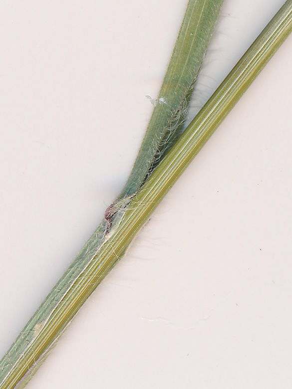 Bromus diandrus