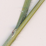 Bromus diandrus - Großährige Trespe