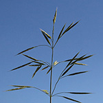 Bromus riparius - Ufer-Trespe
