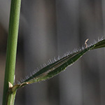Bromus riparius - Ufer-Trespe