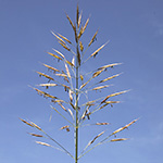 Bromus riparius - Ufer-Trespe