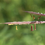 Bromus riparius - Ufer-Trespe